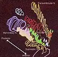 Hypothalamic nuclei on one side of the hypothalamus, shown in a 3-D computer reconstruction[18]
