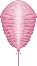 View of Glypharthrus trispinicaudatus (Agaspididae) from above