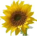 Sunflower symbol