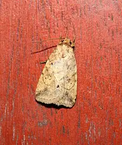Agonopterix sp.