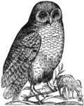 Purdue Owl