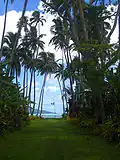 Alley of coconut trees