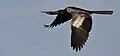 Male in flight, South Carolina, US