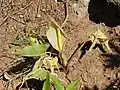 Whole plant