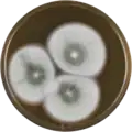 Aspergillus caespitosus growing on MEAOX plate