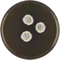 Aspergillus silvaticus growing on MEAOX plate