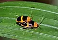 Asphaera paralleloptera