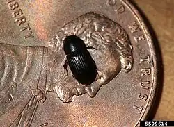 Ataenius spretulus