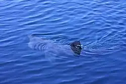 A basking shark feeds in the Dursey Sound.