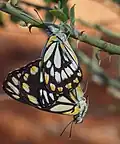 Mating adults