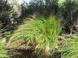 A grass plant next to a pond