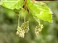 "flowers"