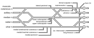 Brachial plexus
