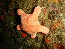 Calliaster baccatus, aboral surface