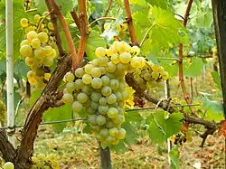 Image 15Moldovan Chardonnay (from Moldovan wine)