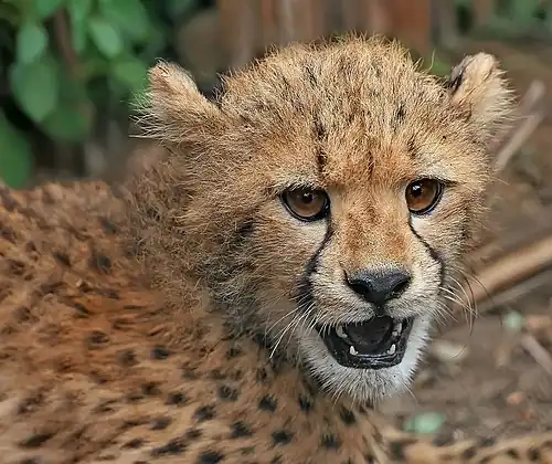 Image 5 Cheetah Photo: Muhammad Mahdi Karim A close-up view of a cheetah (Acinonyx jubatus) cub. Unlike some other cats, the cheetah is born with its characteristic spots, as well as a downy underlying fur on their necks extending to mid-back, which gives the cub the appearance of the honey badger, to scare away potential aggressors. Despite this, up to 90% of cheetah cubs are killed by predators in the early weeks of life. Healthy adult cheetahs have few predators because of their speed. More selected pictures