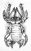 Chelypus sp., dorsal view