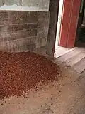 Cocoa under fermentation process