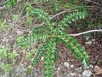 Comocladia dodonaea