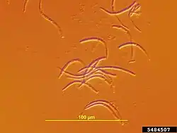 Conidia of cherry leaf spot