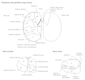 Thalamus