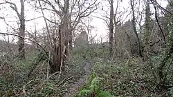 Coombe Hill Wood