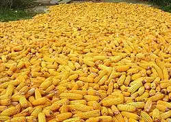 Corn, the state grain of Wisconsin