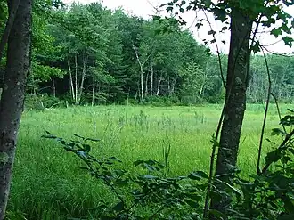 Forest meadow