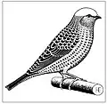 Drawing of an 'ideal' Lizard canary