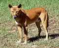 Dingo at Myall Lakes National Park
