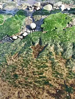 Image 1Fossilised dinosaur print on Staffin beach, Skye Credit: maproom
