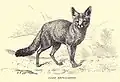 Wild Dog, Canis bengalensis...7