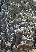 At the Norwegian bird-island Runde