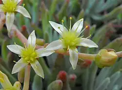 The spreading flowers.