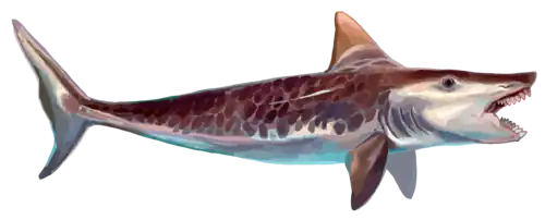 Edestus heinrichi
