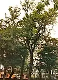 Putative U. campestris viminalis (Späth), The Meadows, Edinburgh (1989)