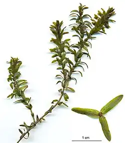 Leafy stem on a white background, scale shows the leaves are about 1 cm long