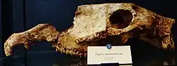 A fossil skull of Equus mauritanicu