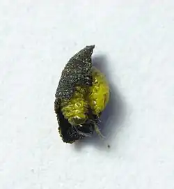 Exema larva