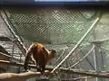 Tufted capuchin monkey