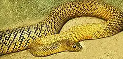 Image 21The world's most venomous snake, based on LD50, is the inland taipan of Australia. (from Venomous snake)