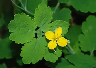 A leaf and an open flower