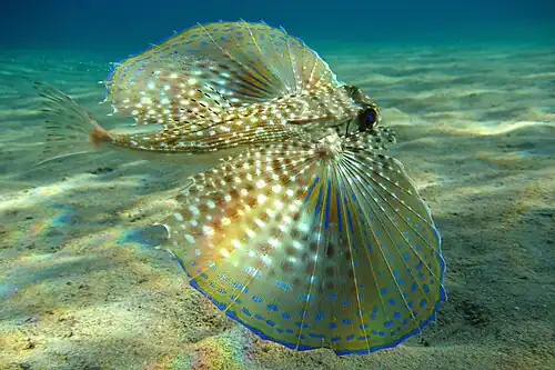 Image 24 Flying gurnard Photograph: Beckmannjan The flying gurnard is a fish of tropical to warm temperate waters on both sides of the Atlantic Ocean. When excited, it spreads its "wings", semi-transparent appendages tipped with a phosphorescent bright blue coloration which are used to frighten predators. More selected pictures
