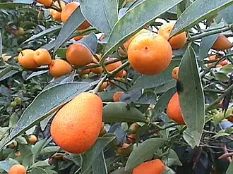 Clymenia