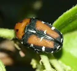 Gametis versicolor