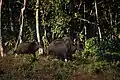 Gaur
