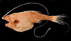 Image 69Gigantactis is a deep-sea fish with a dorsal fin whose first filament has become very long and is tipped with a bioluminescent photophore lure. (from Deep-sea fish)
