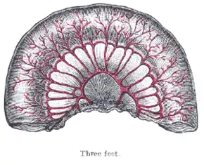 Loop of small intestine showing distribution of intestinal arteries