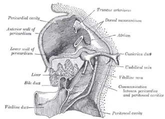 Liver with the septum transversum. Human embryo, 3&nbsp;mm. long.