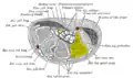 Transverse section across the wrist and digits. Hamate shown in yellow.